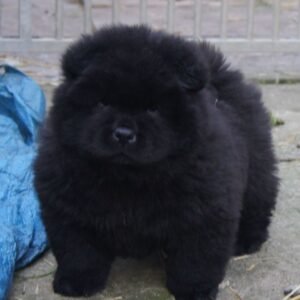 Chow Chow puppies