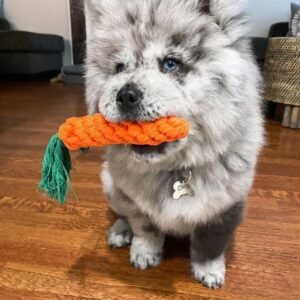Chow puppies for sale