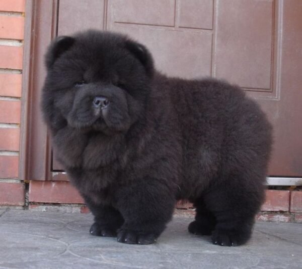 BEAR - Image 3