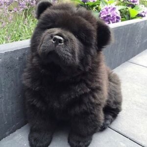 Chow Chow Breeders