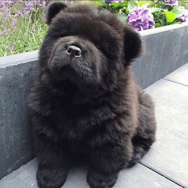 Chow Chow Breeders
