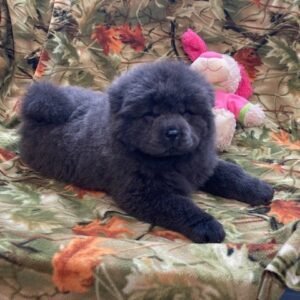 Chow puppies for sale near me