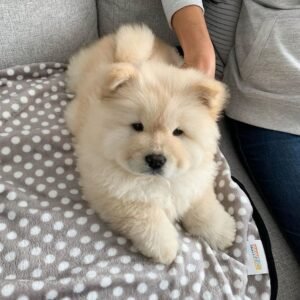 Chow Chow puppy for sale