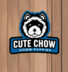 Cute Chow chow puppies
