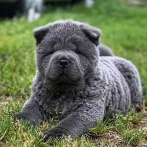 Chow chow dog puppy