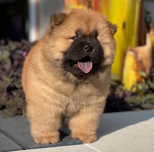 Chow Chow adoption