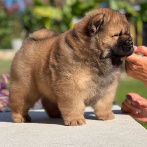 Chow Chow puppies near me