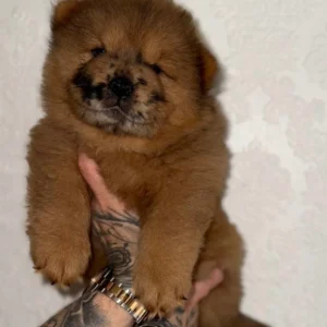 chow chow tongue
