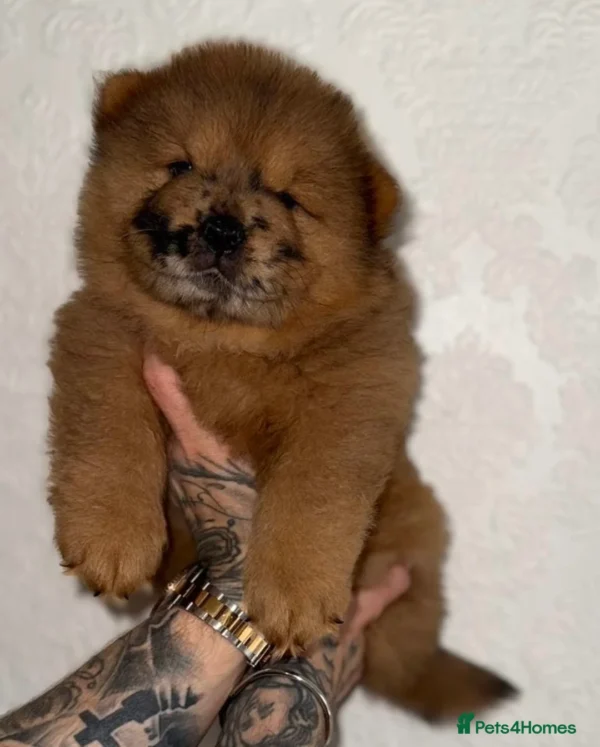 chow chow tongue