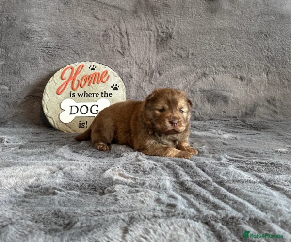 Chows