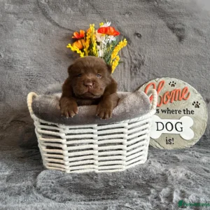Chows