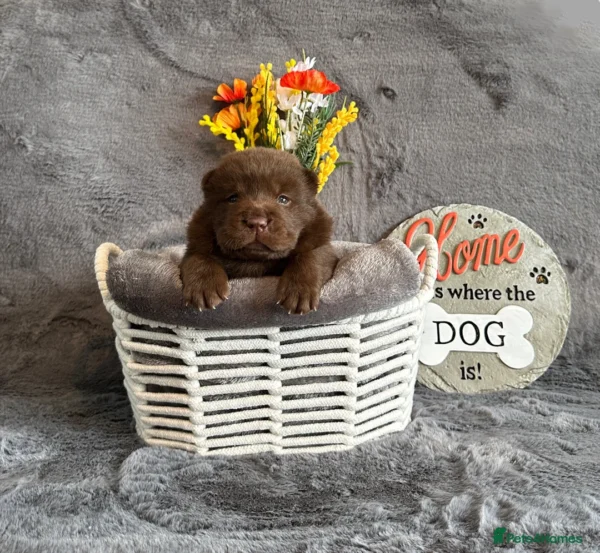 Chows