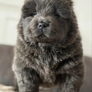 Chow Chow breed for sale