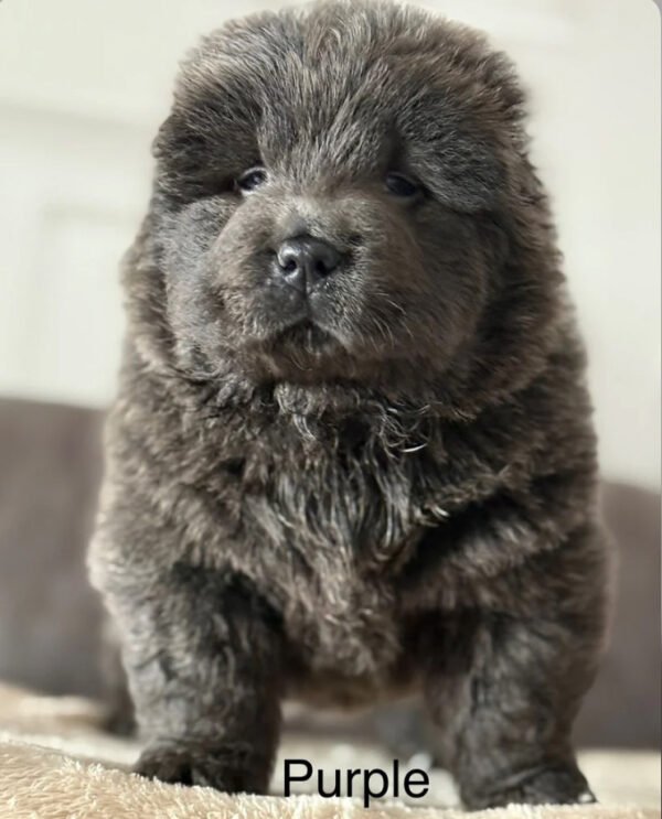 Chow Chow breed for sale