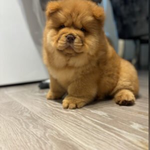 Chow Chow breeders near me