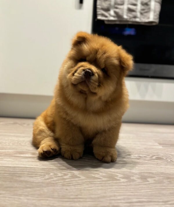 Chow Chow breeders near me