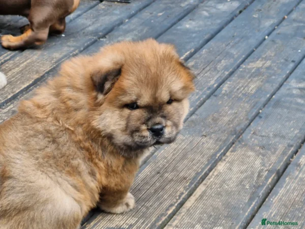 Chao Chao dog