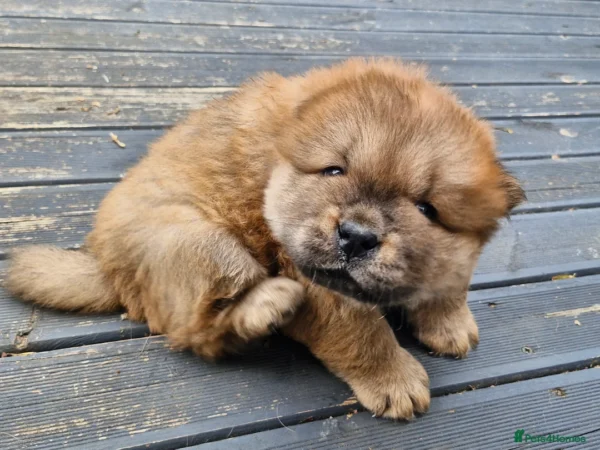 Chao Chao dog