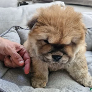 Chao Chao dog