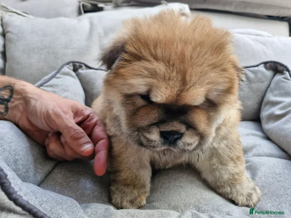 Chao Chao dog