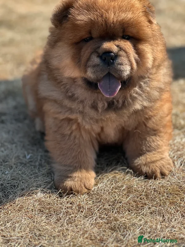 Purina Puppy Chow