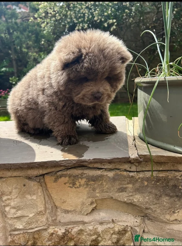 MILO - Image 2