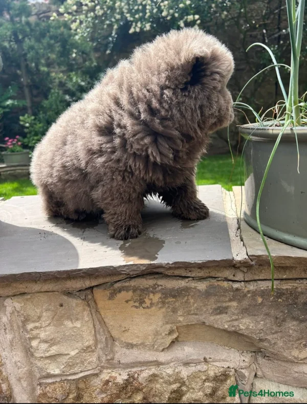 MILO - Image 3
