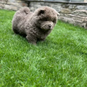 Chow Chow dogs