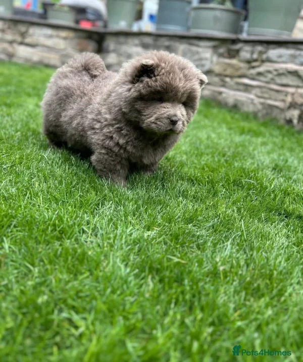 Chow Chow dogs