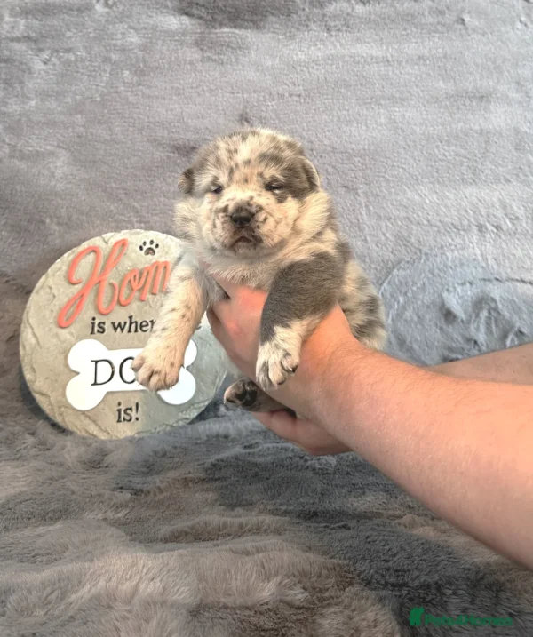 MOLLY - Image 4