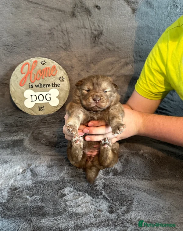 Chowchow