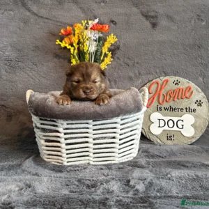 Chowchow