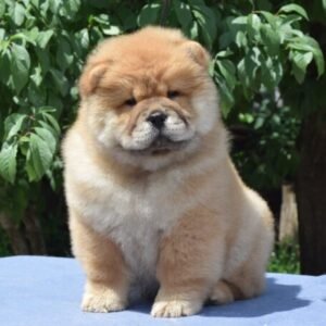Chow Chow Puppies for Sale
