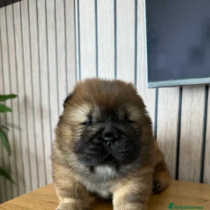 Chow Chow Puppy Price