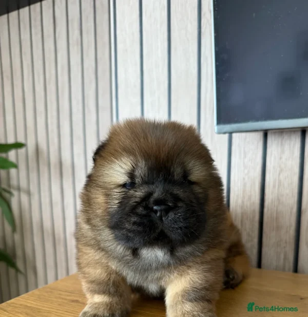 Chow Chow Puppy Price
