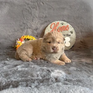 Chow chow dogs for sale