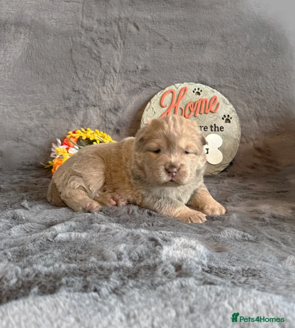Chow chow dogs for sale