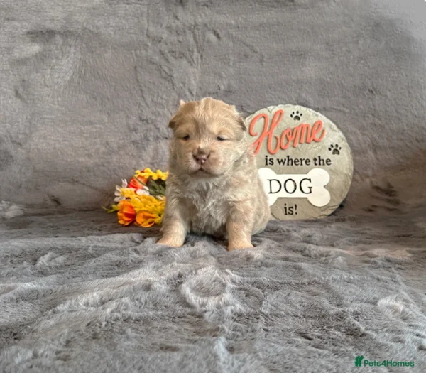 Chow chow dogs for sale
