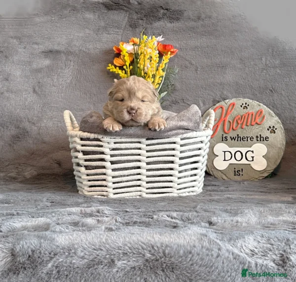 Chow chow dogs for sale