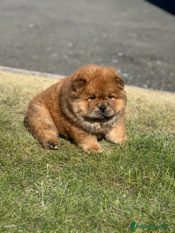 SADIE - Image 2