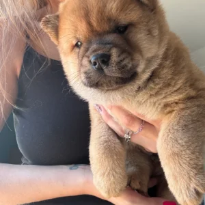 Chow dog cost