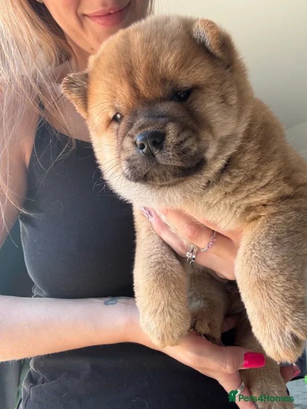 Chow dog cost