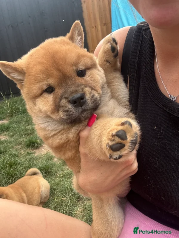 Chow dog cost
