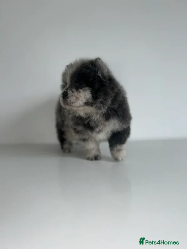 LOLA - Image 3