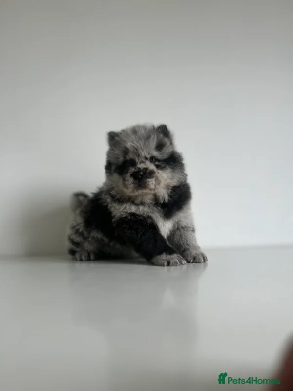 LOLA - Image 4