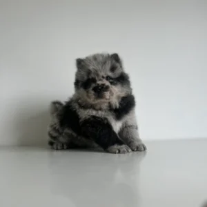 Black chow chow