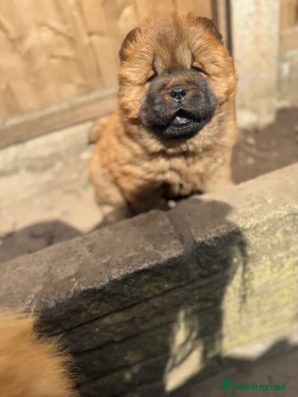 Chow chows for sale near me
