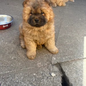 Chow chows for sale near me