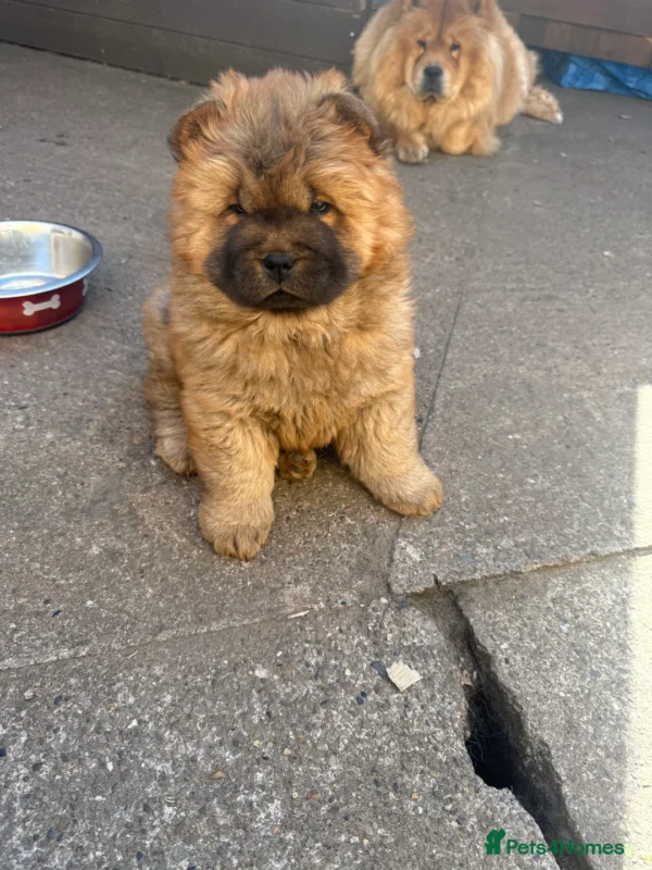 Chow chows for sale near me