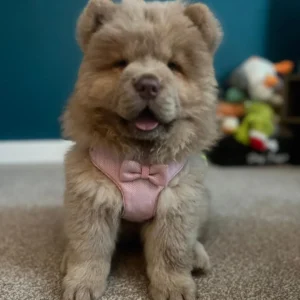 Chows for sale
